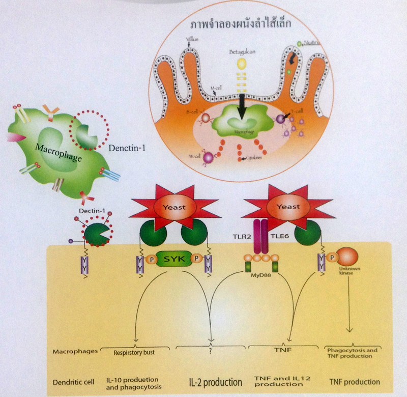 ประวัติงานวิจัยเบต้ากลูแคน